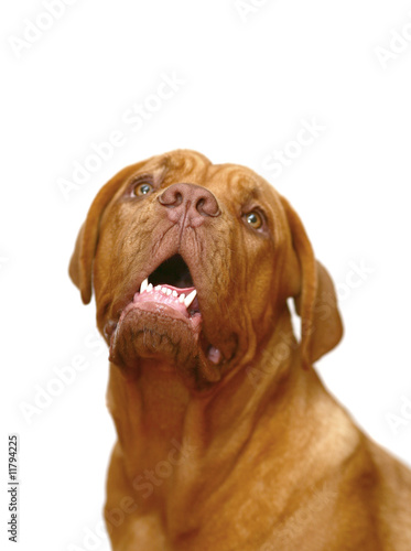 Mastiff from Bordeaux on a white background.