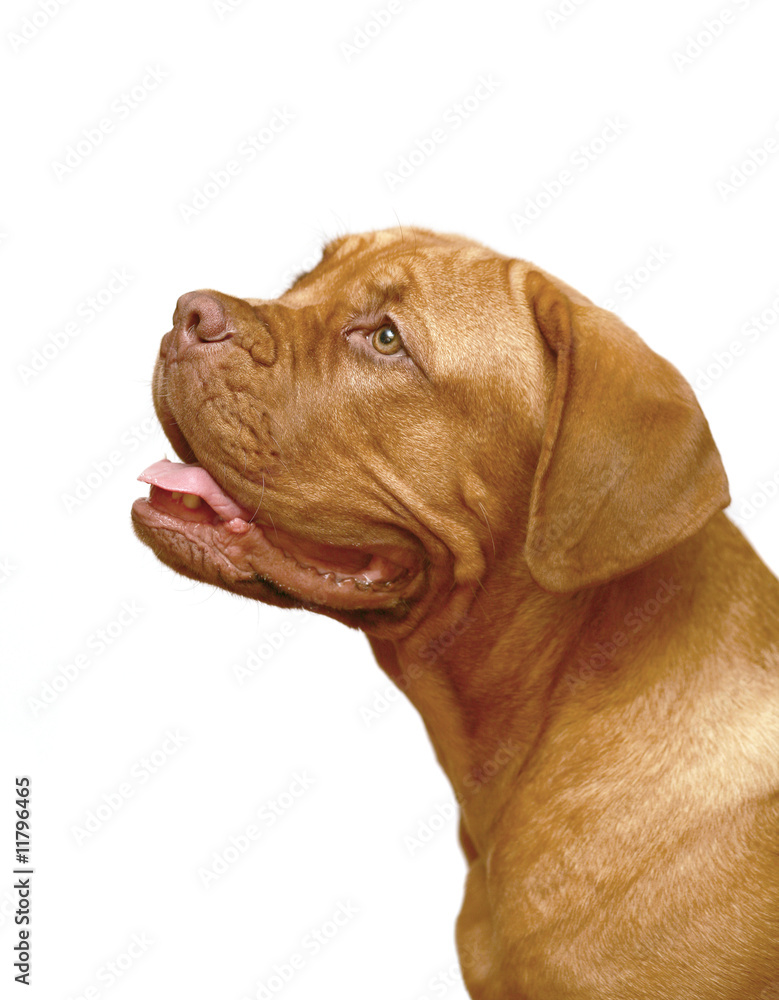 Portrait of the big dog. Portrait of the big dog.