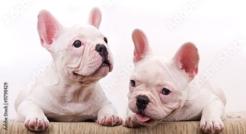 Bulldog Puppies © liliya kulianionak