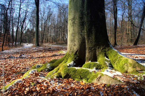 Kräftige Buche photo