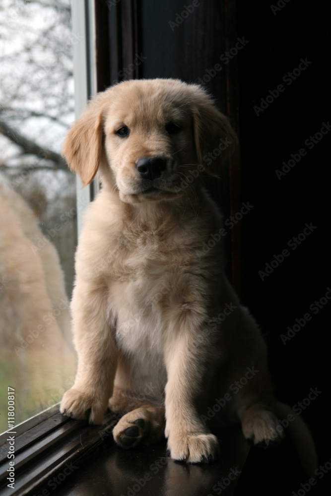 cute tan puppy sitting in a large window cute tan puppy sitting in a large window
