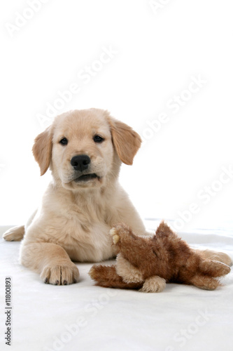 cute tan puppy with a stuffed animal toy © sparkmom