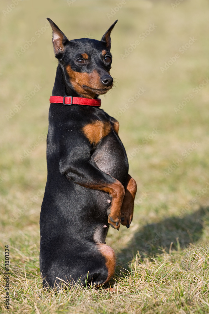 MINIATURE PINSCHER