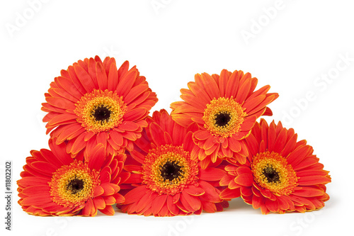 Stack of Five Bright Gerber Daisies  isolated on white 