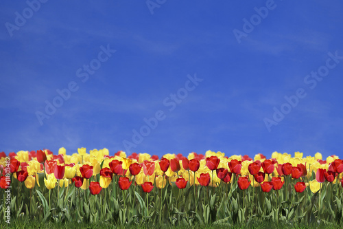 Colored tulips and blue sky