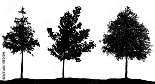 young trees