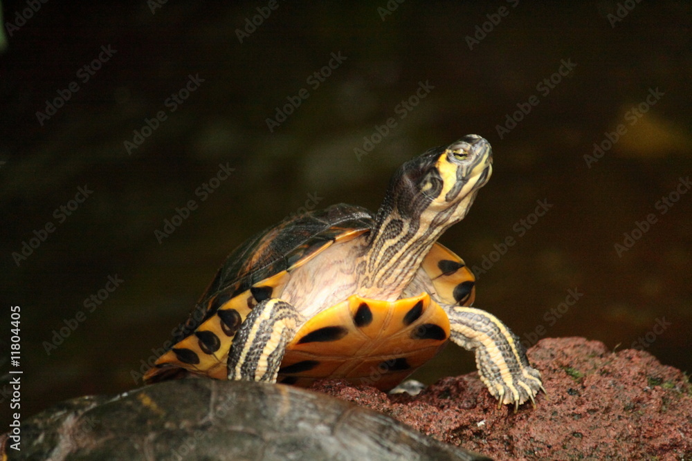 Schildkröte Schildkröte