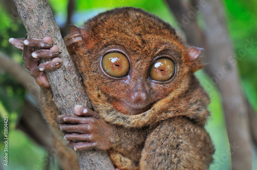 Photography Big-eyed Tarsier