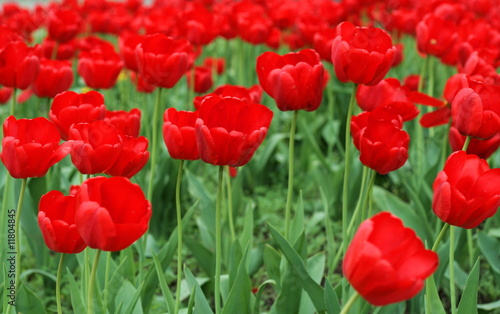 Red tulips on flowerbed © iChip
