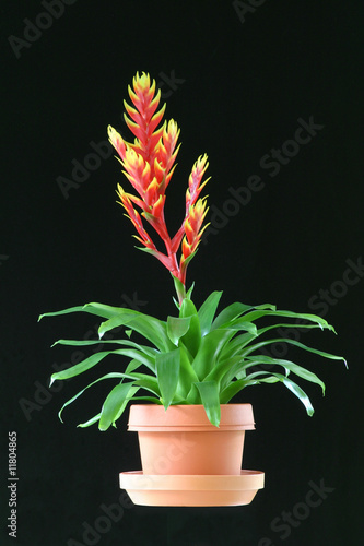 Slika na platnu Red Bromeliad in clay pot on black background