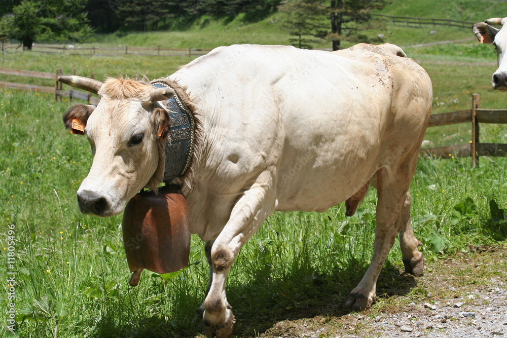 Obraz premium Vache de montagne