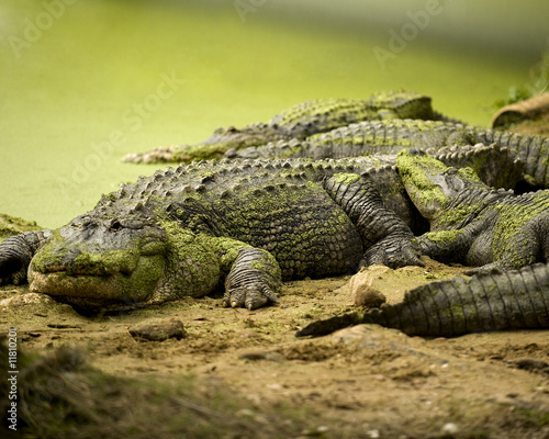 Group of Alligators