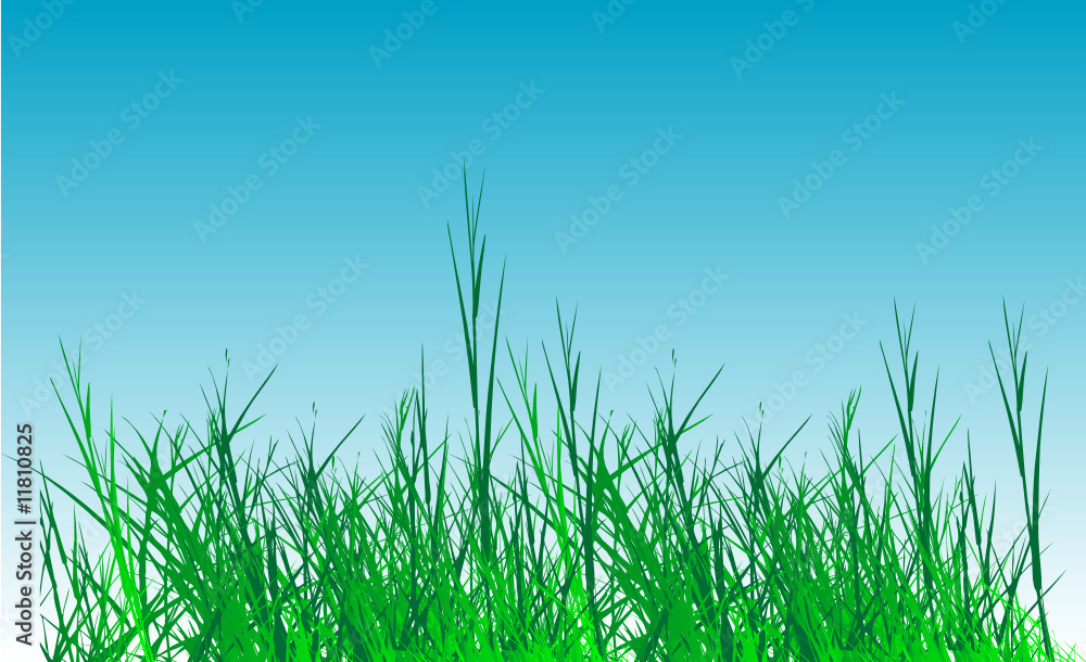 Fototapeta premium grass vector on sky background