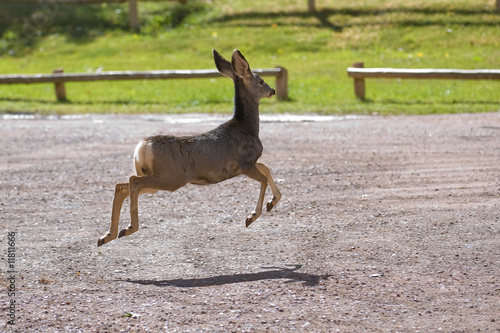 Jumping Mule Deer (Odocoileus hemionus) © David Thyberg