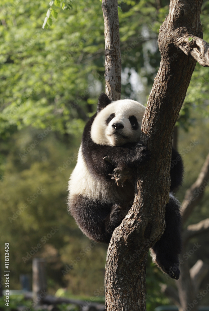 Obraz premium Panda cub sleeping on a tree.Version II