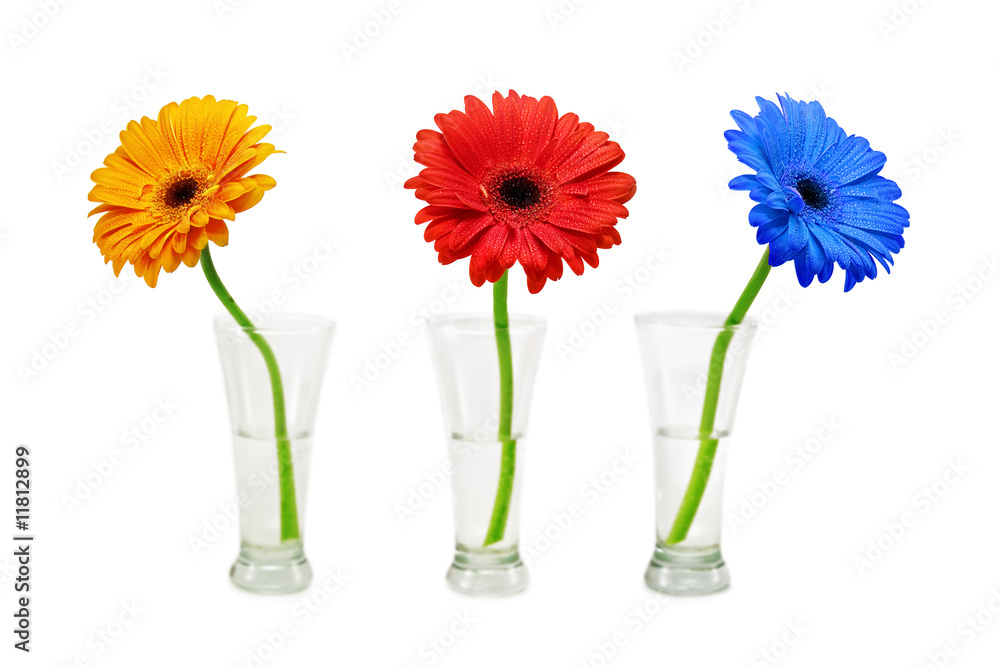 Fototapeta premium flower