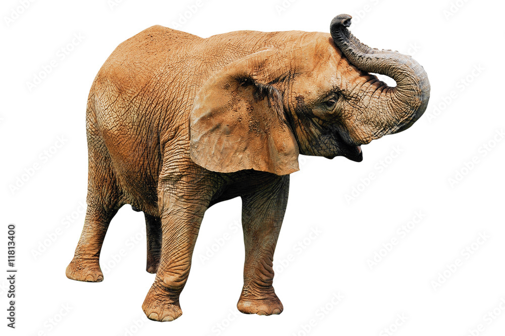 Obraz premium Elephant