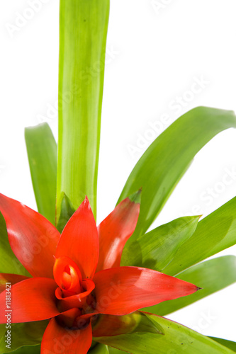 Closeup of red Guzmania flower on white background