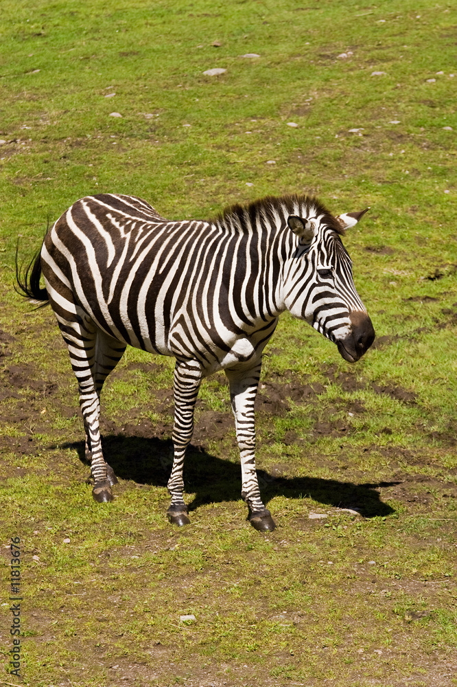 Obraz premium Zebra