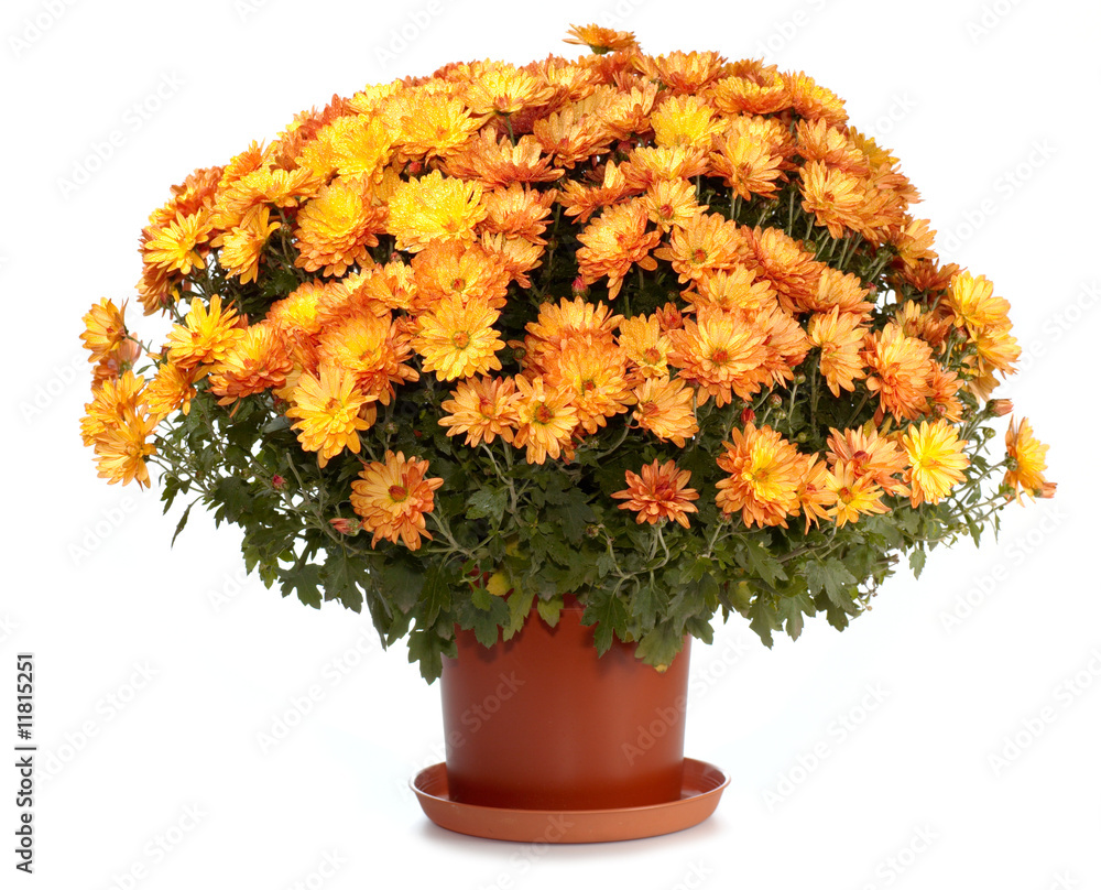 Fototapeta premium Chrysanthemums in flowerpot