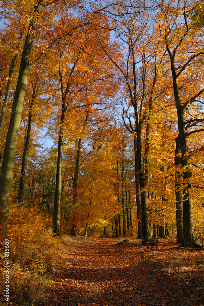 Herbstwald blauer Himmel