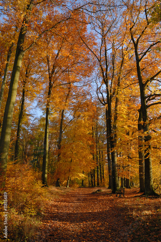 Herbstwald blauer Himmel