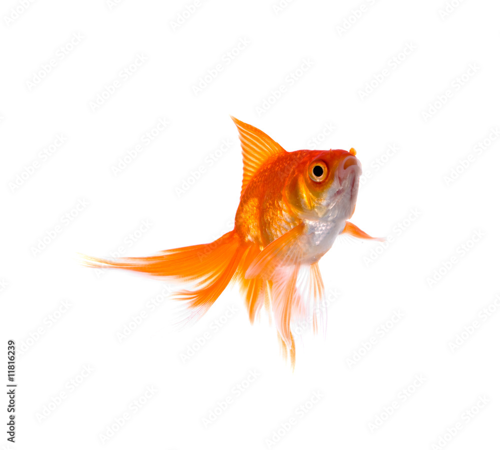 Fototapeta premium Goldfish. Isolation on white