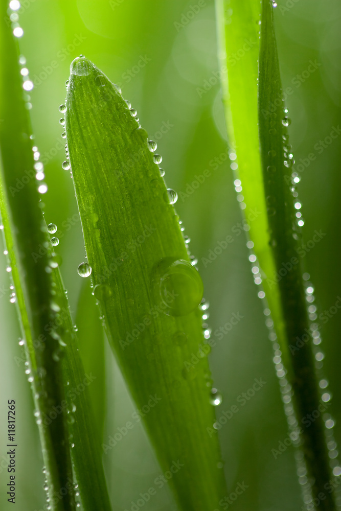 macro of wet grass macro of wet grass