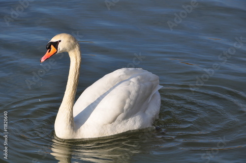 CYGNE