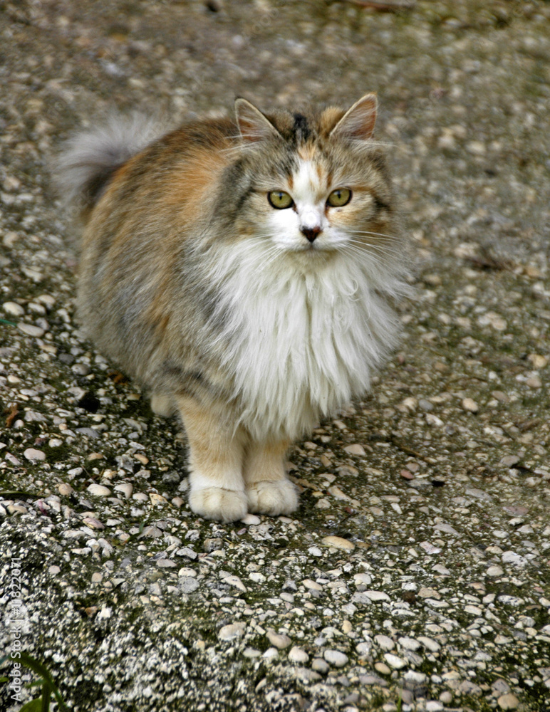 cat in the countryside cat in the countryside