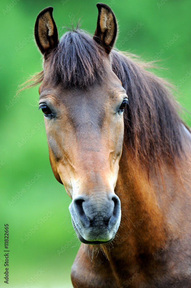 Fototapeta premium Horse