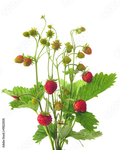 Strauss Walderdbeeren/bunch of wild strawberries