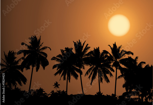 Tropical sunset  palm tree silhouette