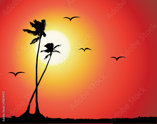 Tropical sunset, palm tree silhouette
