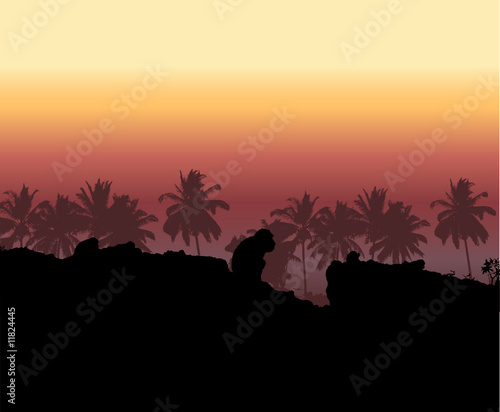 Tropical sunset, palm tree silhouette