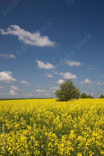 Yellow rape field and lonely tree