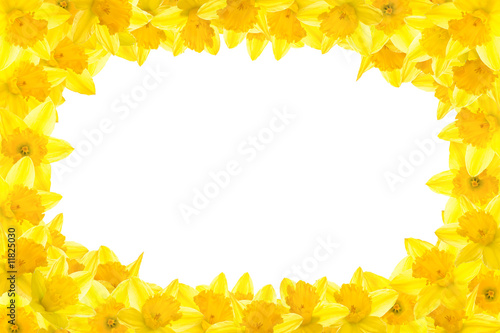 Daffodil Border