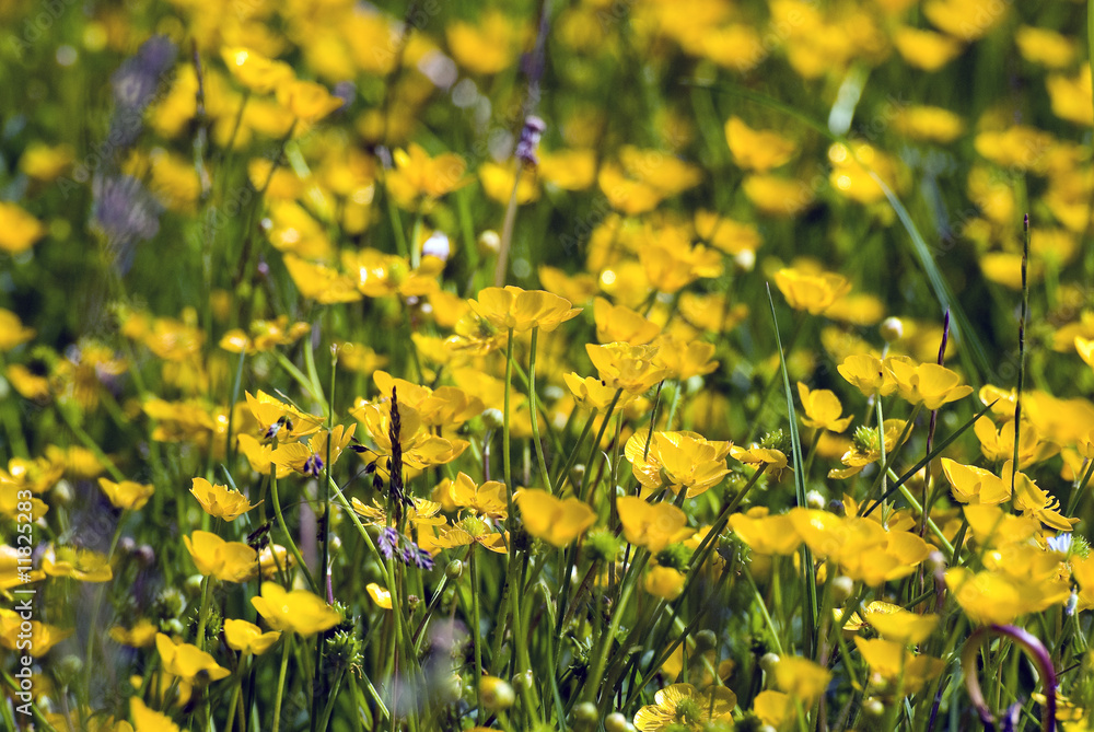Butterblumen Butterblumen