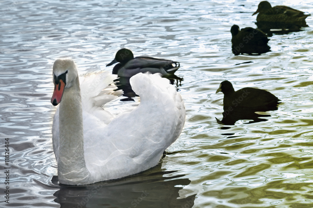 Fototapeta premium Water animals