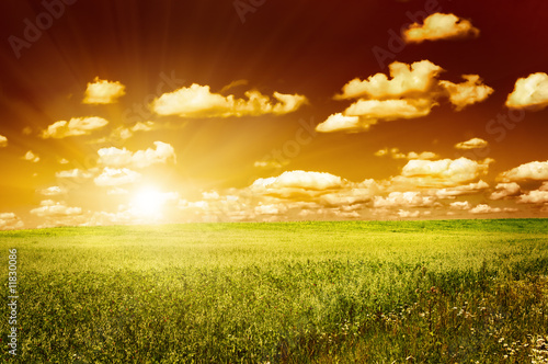 green field with blooming flowers and red sky