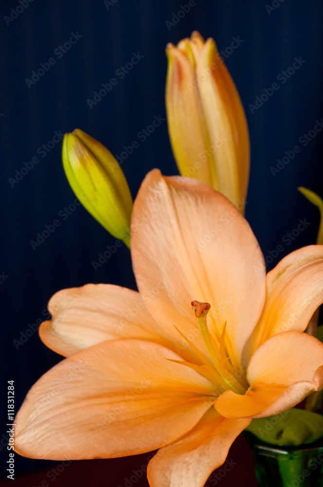 Obraz premium Closeup of stamen on an Orange Asiatic Lily