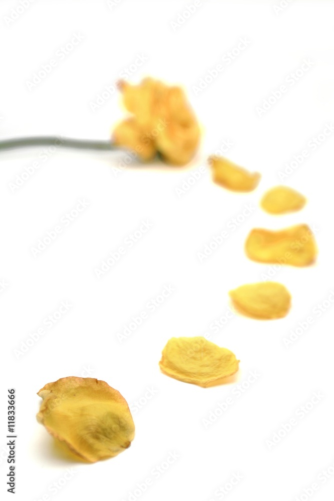 Yellow Rose and Petal Trail Yellow Rose and Petal Trail