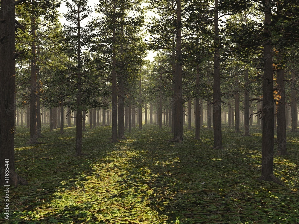 Obraz premium Wald im Gegenlicht