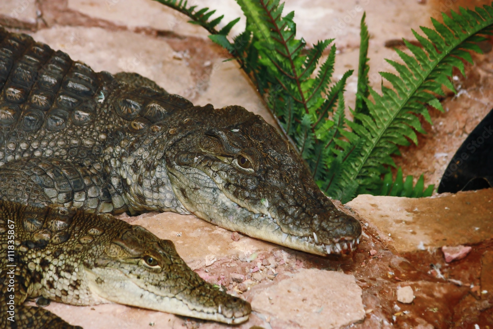 Obraz premium Nilean crocodiles