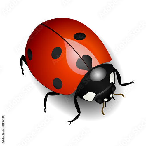 Ladybug