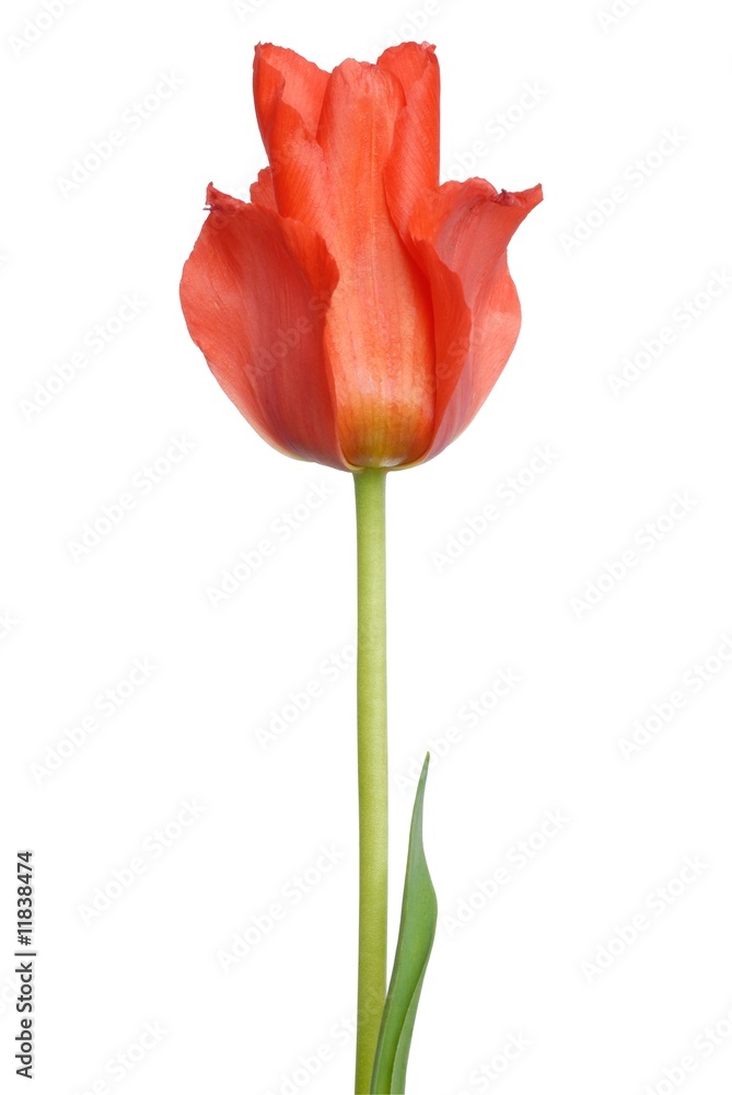 Red Tulip