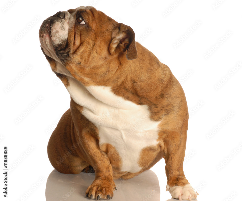 english bulldog sitting on floor looking up ignoring viewer