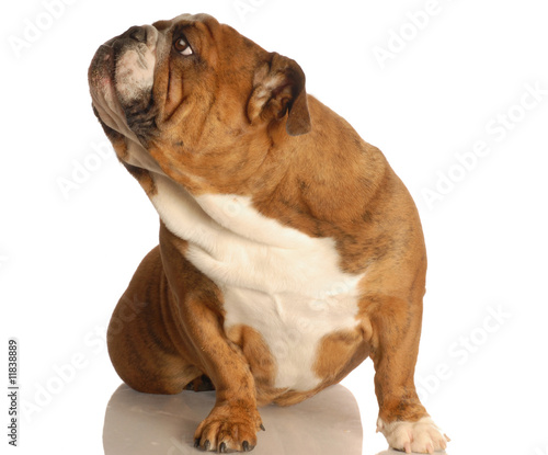 english bulldog sitting on floor looking up ignoring viewer