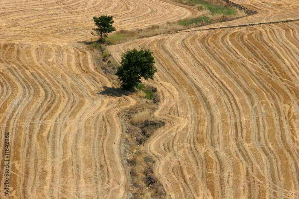 Obraz premium Agricoltura