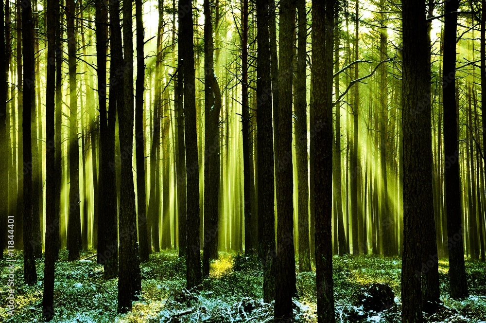 Obraz premium Frischer Wald mit Sonnenstrahlen